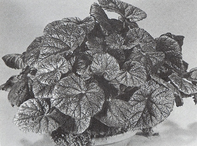 B. ‘Crystal Lake’